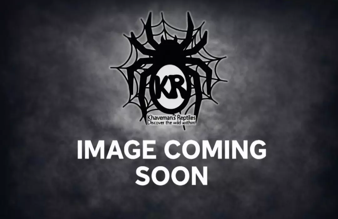 Andean Blue Beauty (Antikuna sp. 'Herradura') .5" thumbnail