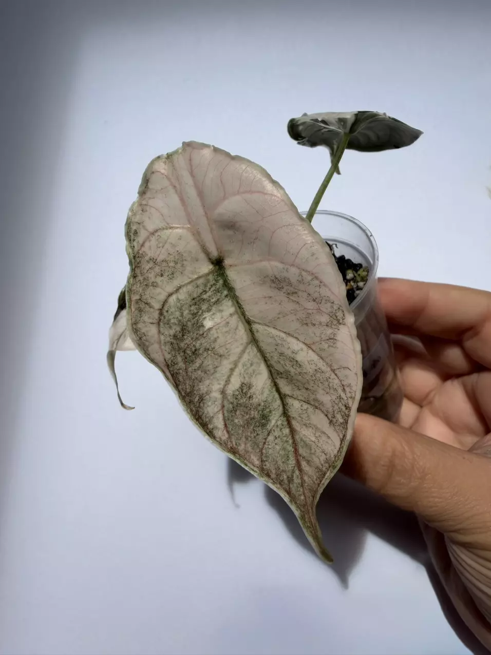 Alocasi Azlanii Pink/Albo thumbnail