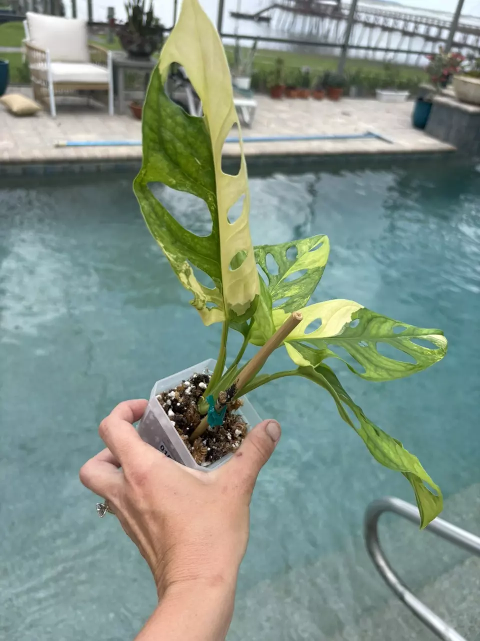 Monstera Adansonii Aurea 156 thumbnail