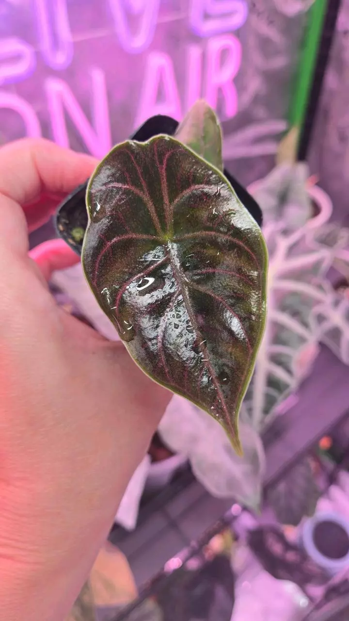 Alocasia sp. 2in  Azlanii Albo revert thumbnail