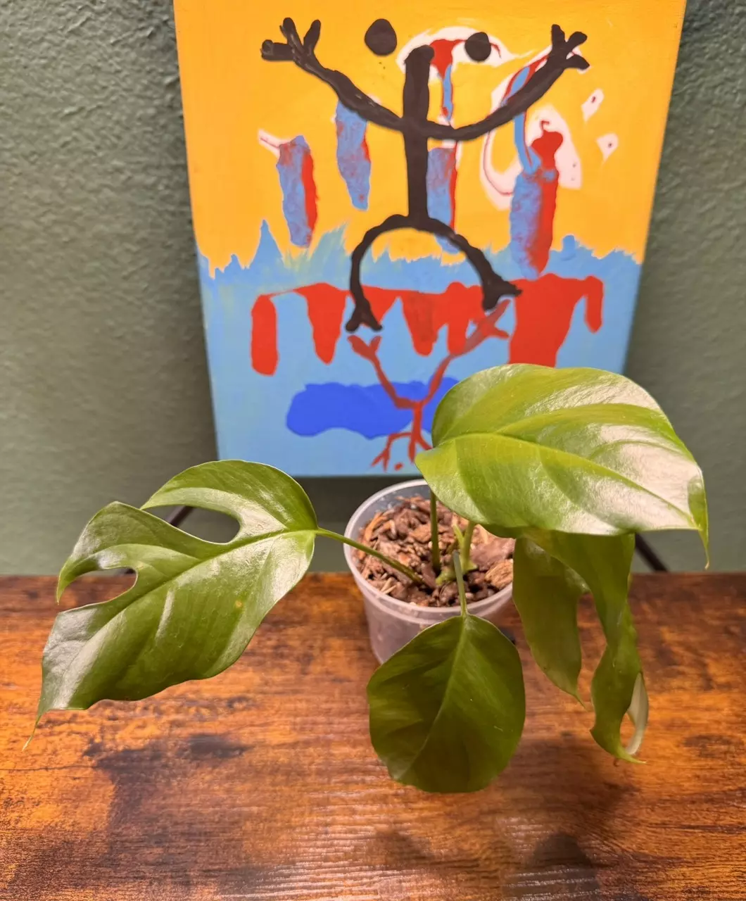 Rhaphidophora tetrasperma “Mini Monstera” thumbnail