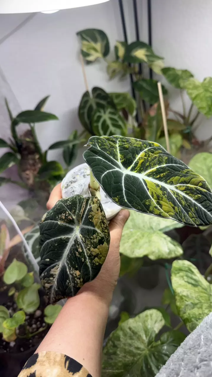 Alocasia black gold velvet corm thumbnail