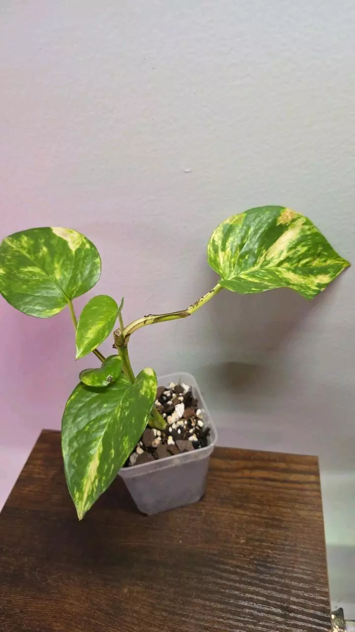 Pothos Churchill Gold 726 thumbnail