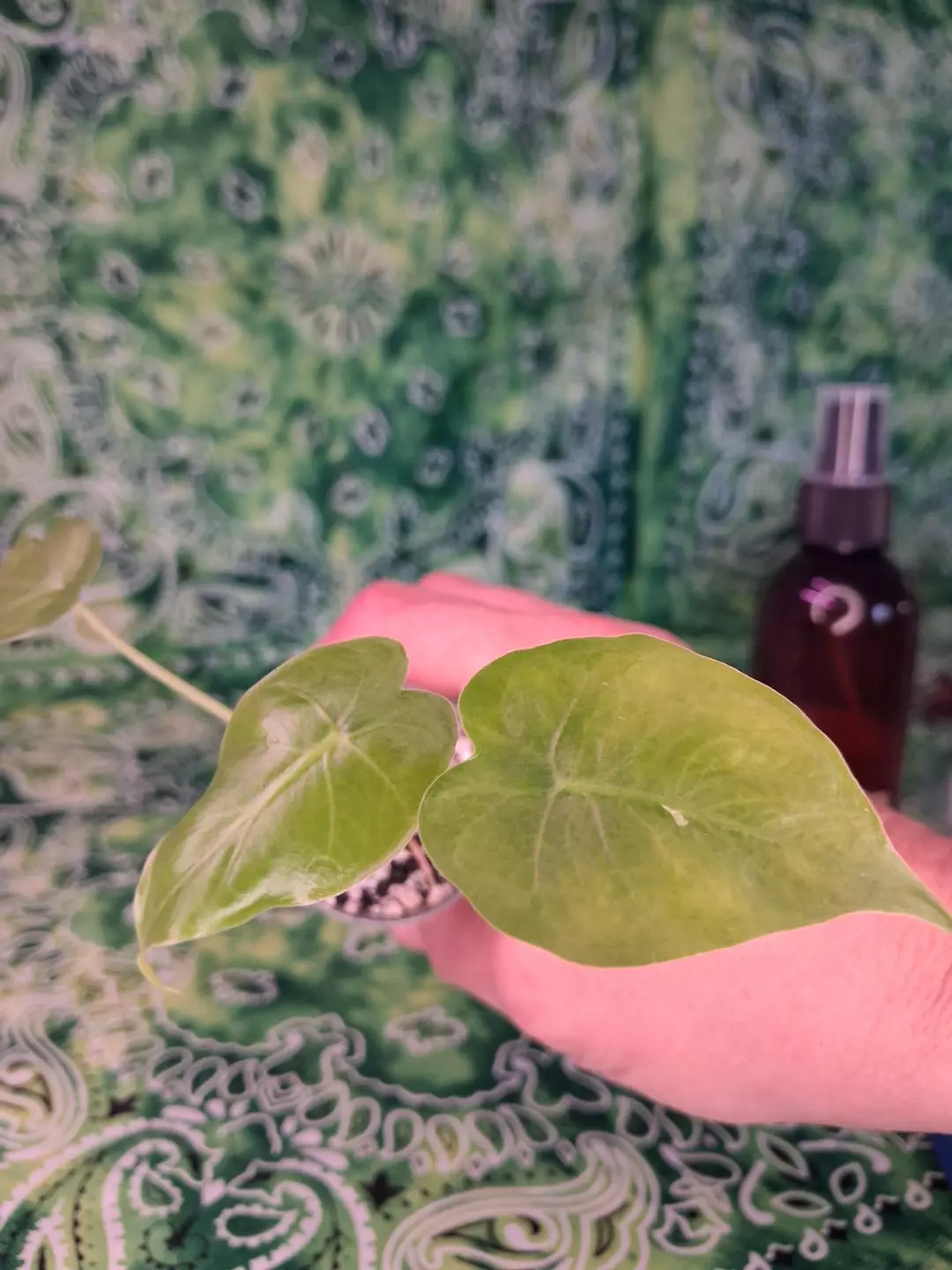 Alocasia Gageana green pup thumbnail