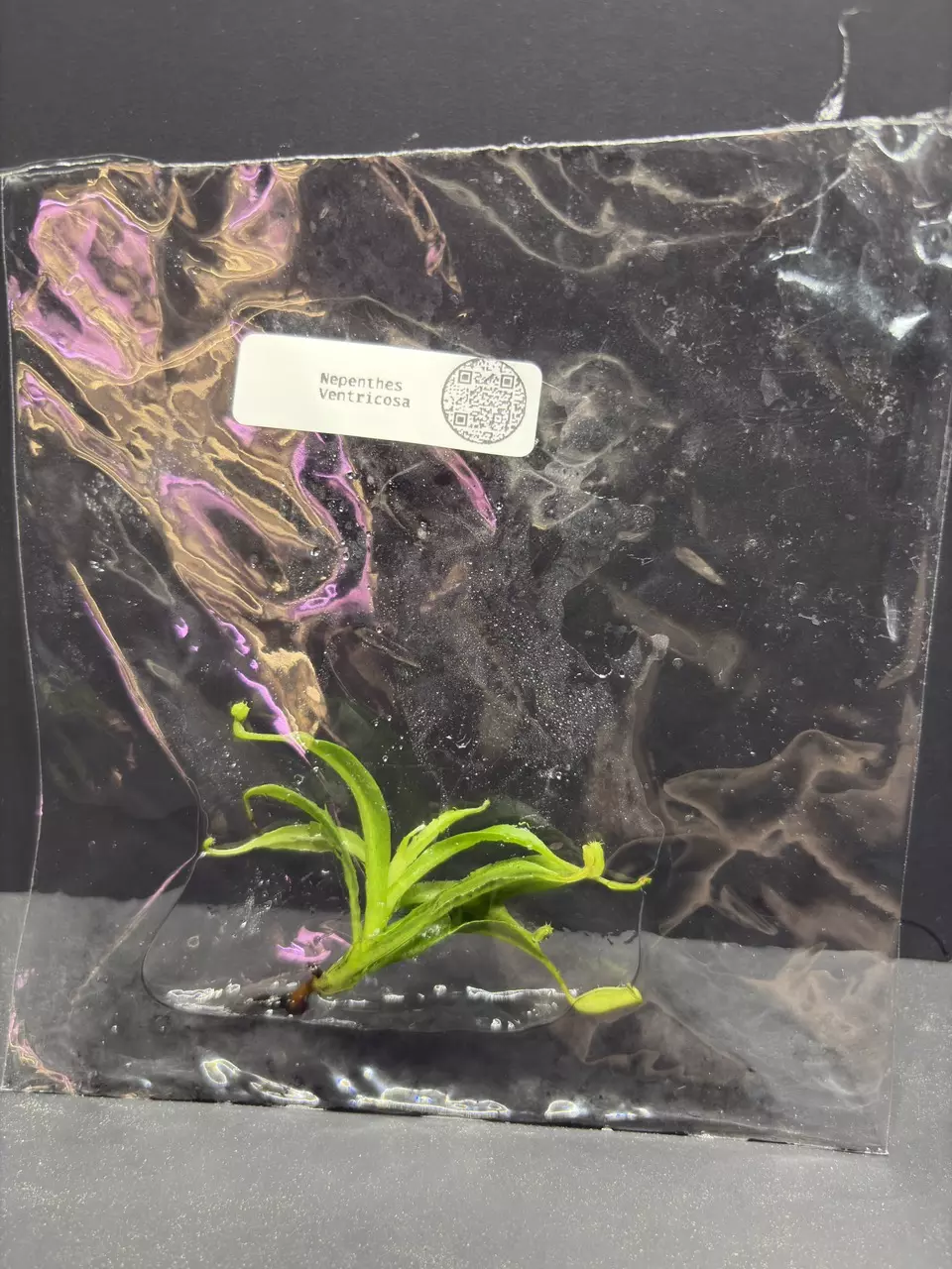 Nepenthes Ventricosa Pitcher Plant Tissue Culture Seller's Choice thumbnail