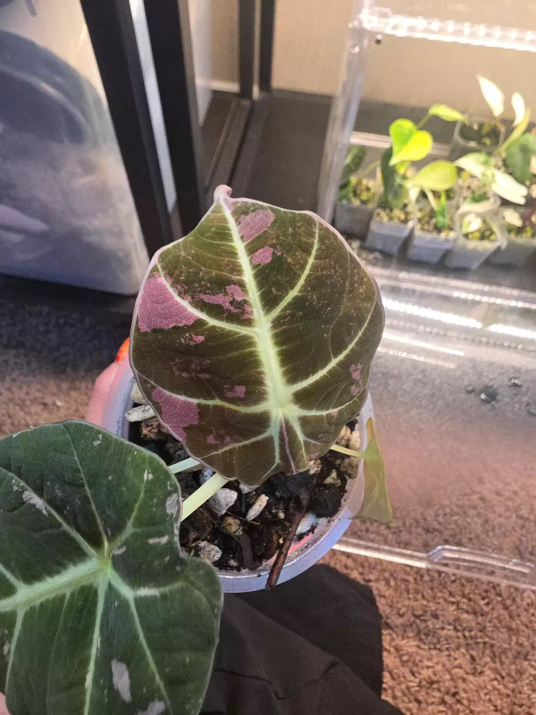 Pink Black Velvet thumbnail