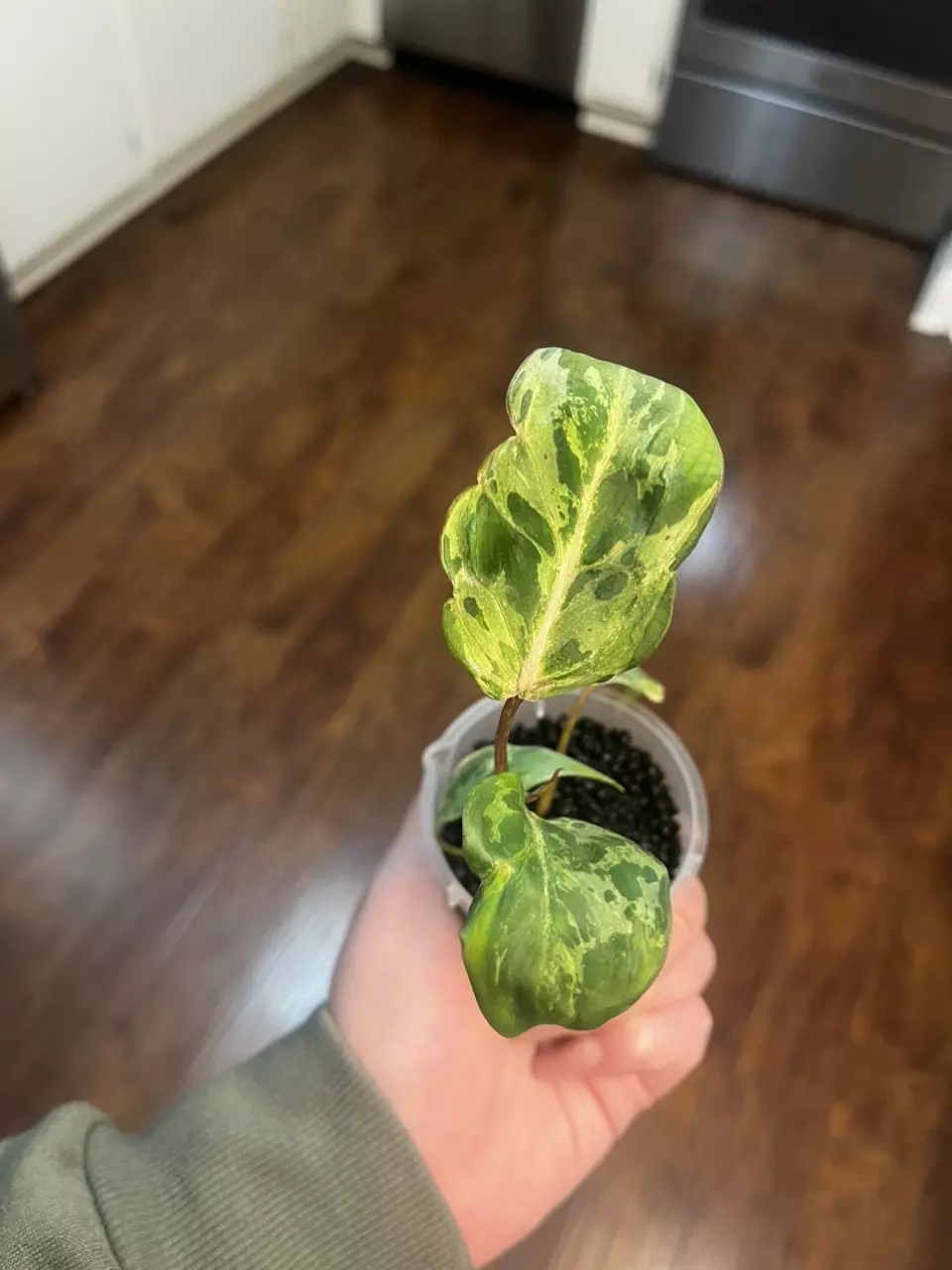 Philodendron Gloriosum Snow Leopard thumbnail