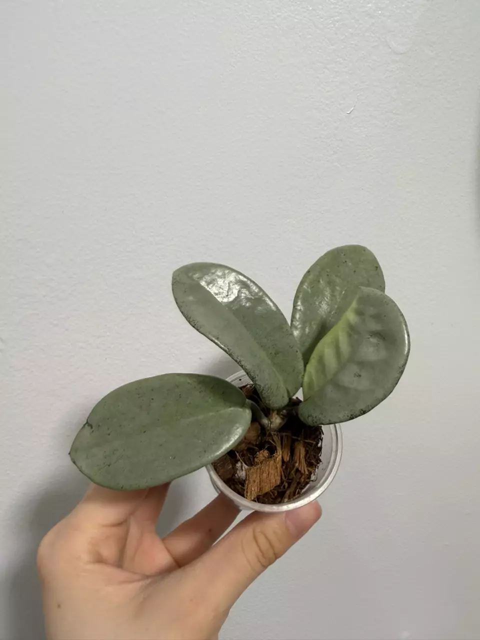 Hoya Nova Ghost thumbnail