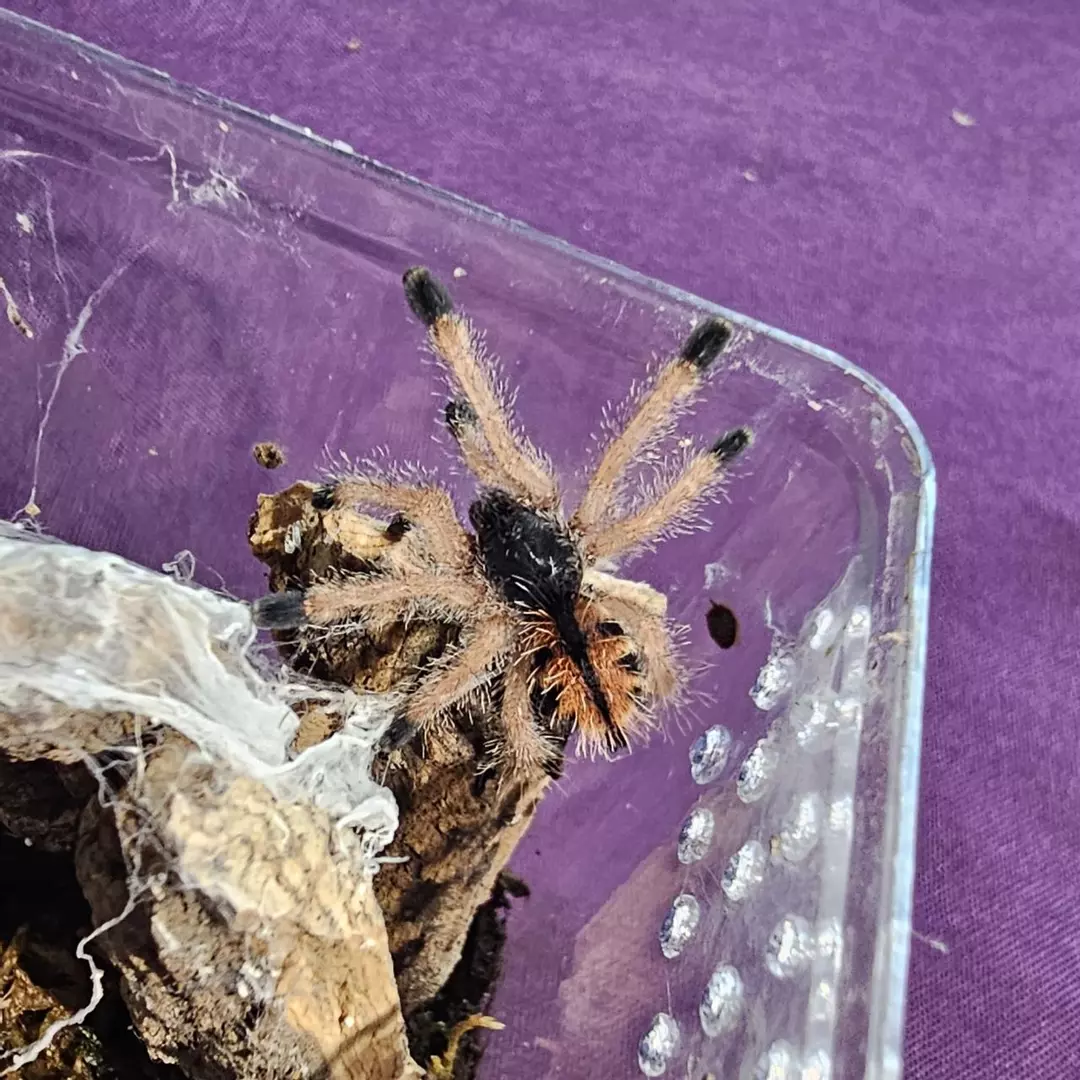 Goliath Pink Toe Avicularia braunshauseni) 1" thumbnail