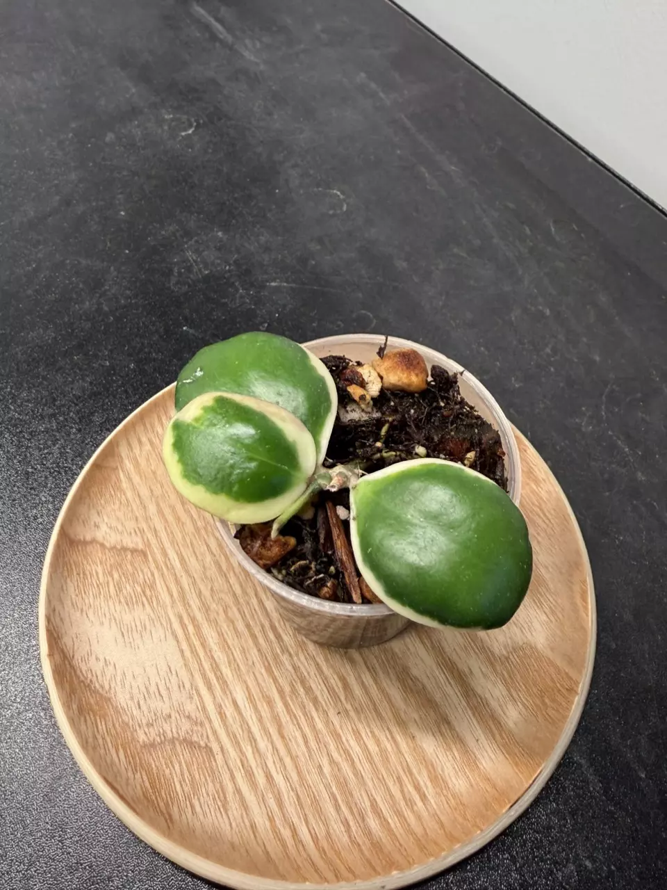 Hoya Palta aka Incurvula Albomarginata thumbnail