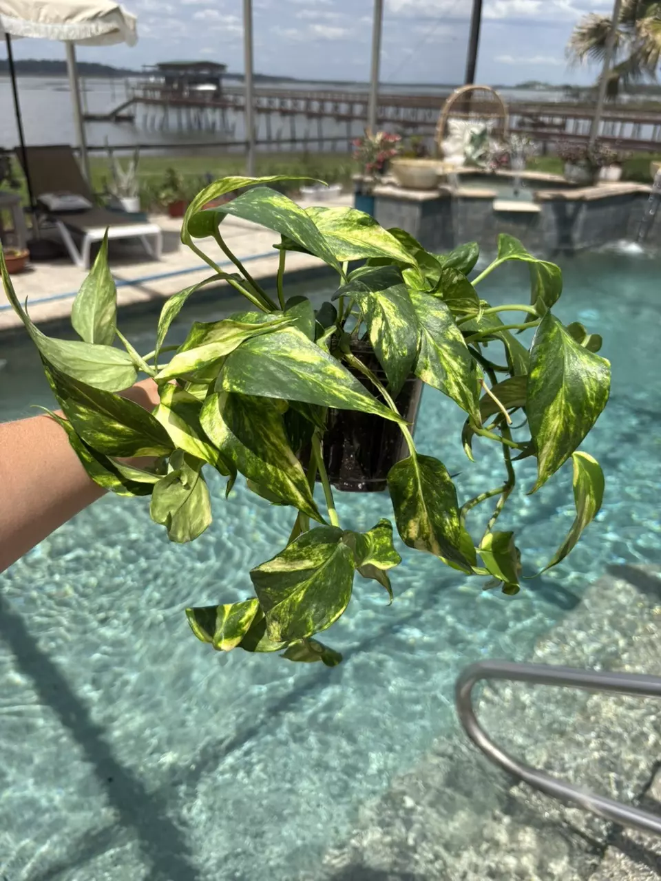 Epi Yellow Flame 185 thumbnail