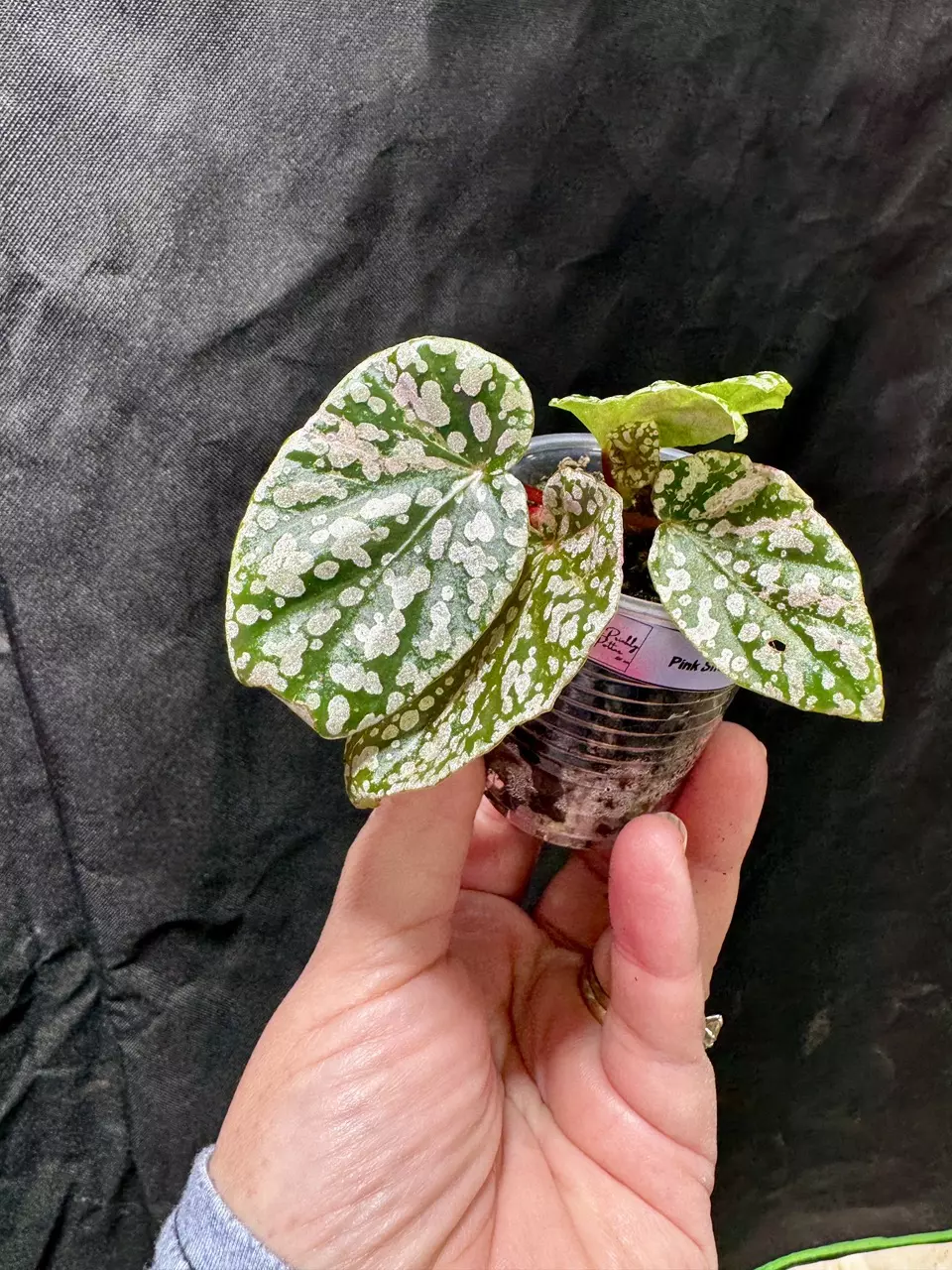 Begonia Pink Snow Cap Rooted thumbnail