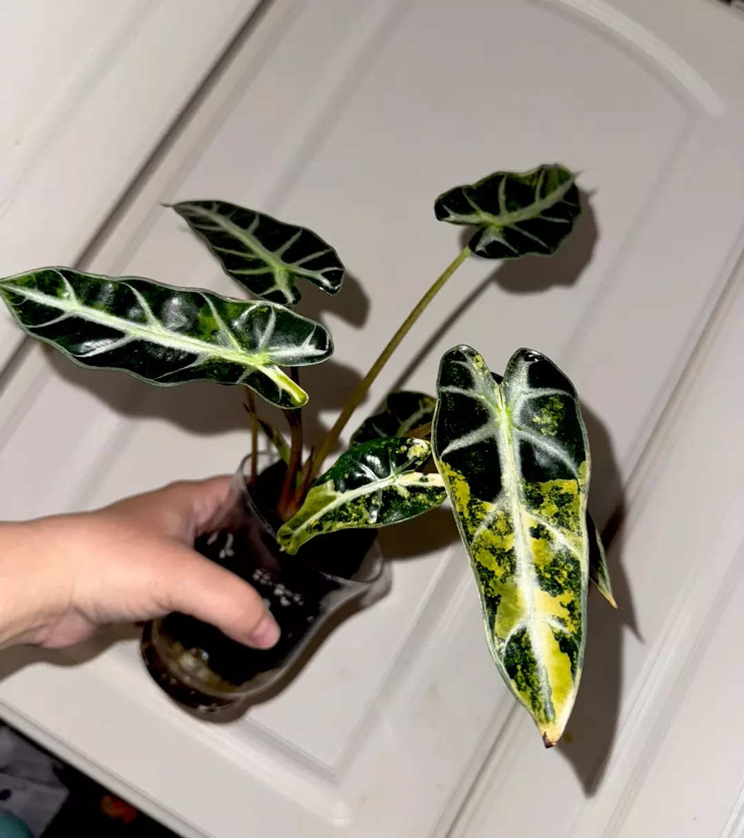 Alocasia Bambino Aurea *CORM* Growers Choice thumbnail