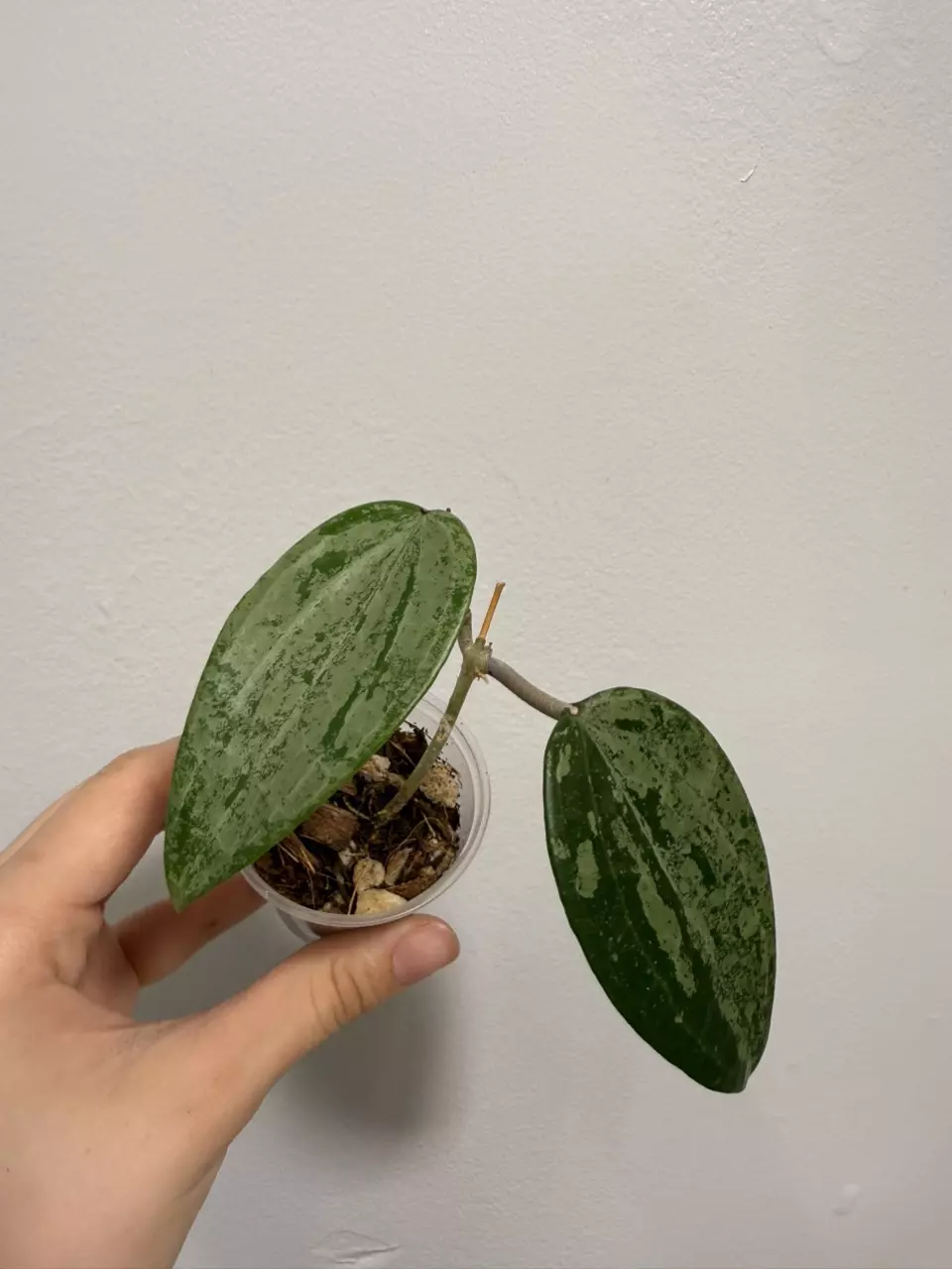 Hoya Latifolia Indo Silver thumbnail