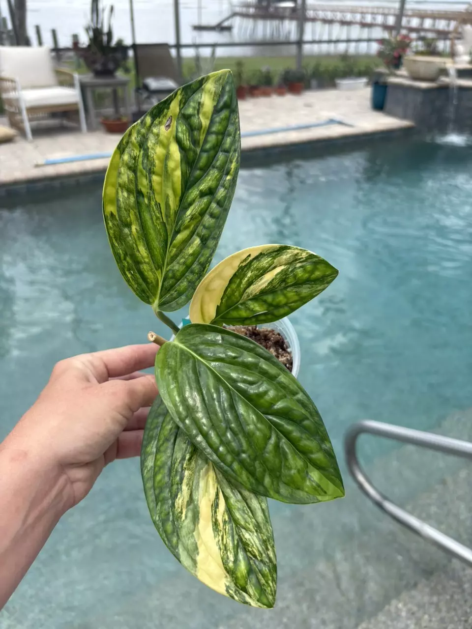 Monstera Standleyana Peru 154 thumbnail