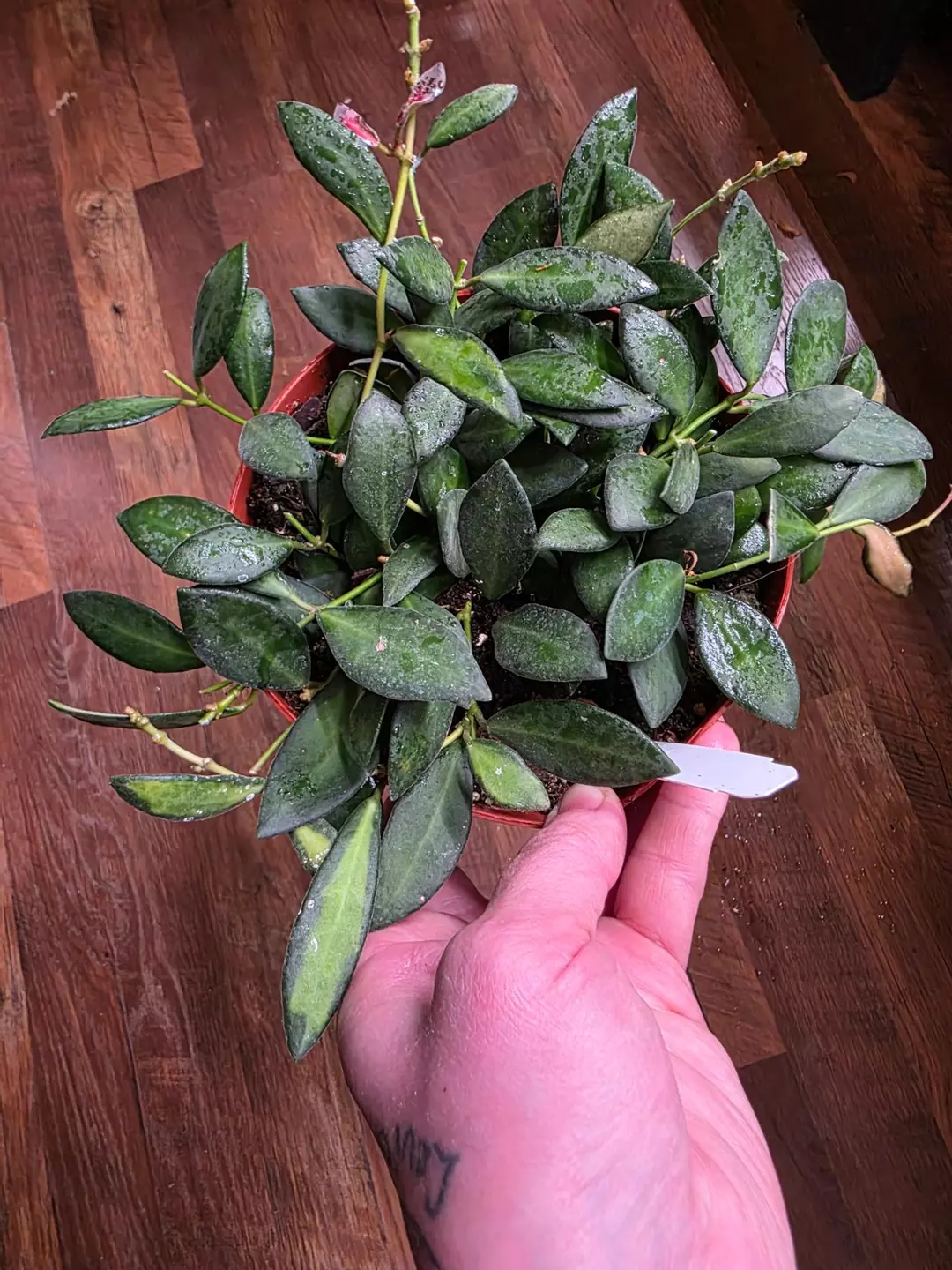 Hoya DS70 Variegated thumbnail