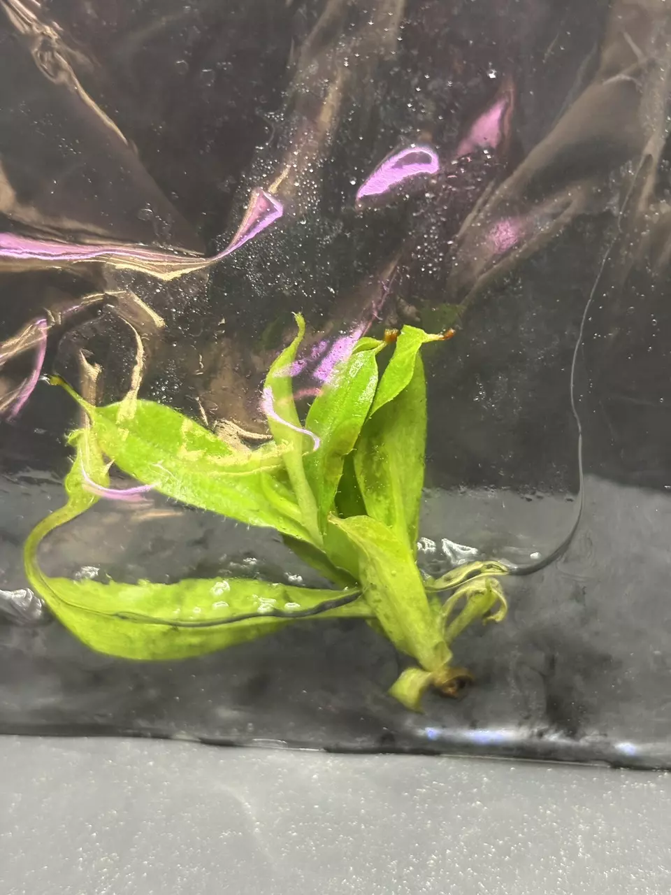 Nepenthes x Ventrata Pitcher Plant Tissue Culture Plant Seller's Choice thumbnail