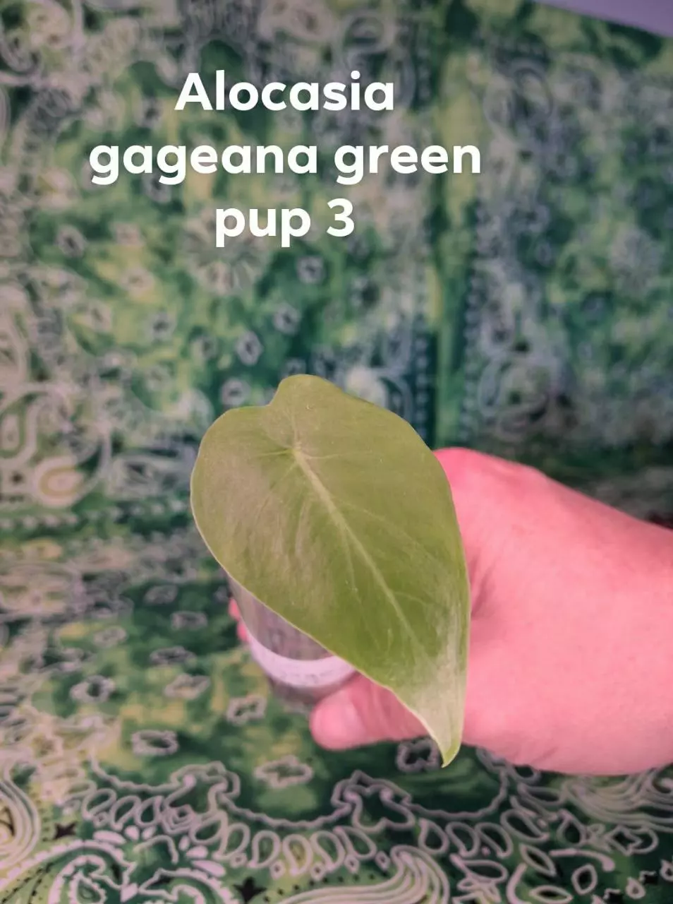 Alocasia Gageana green pup thumbnail