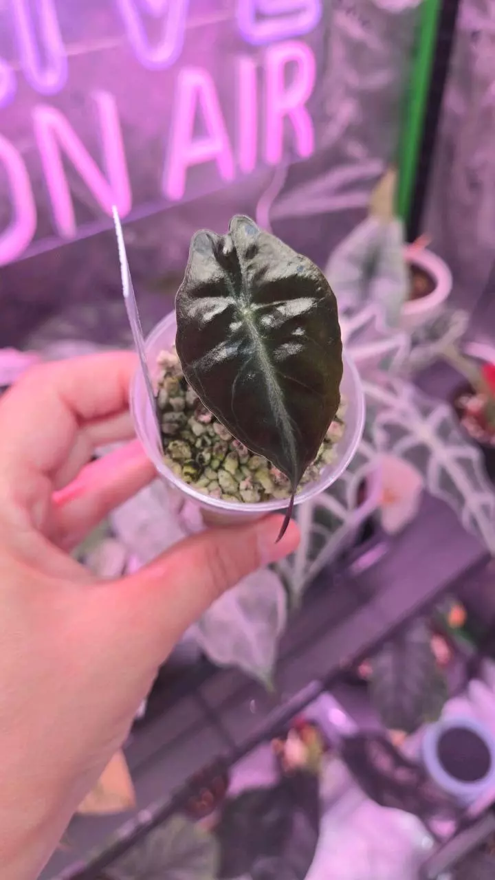 Alocasia sp. 1in Venom Pup thumbnail
