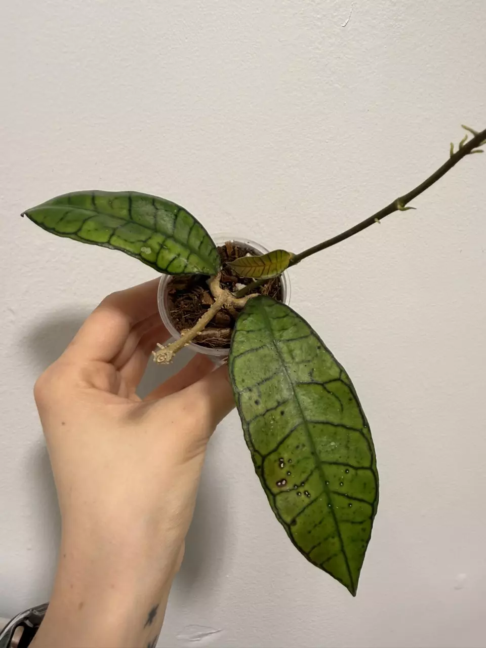 Hoya Gunung Gading thumbnail