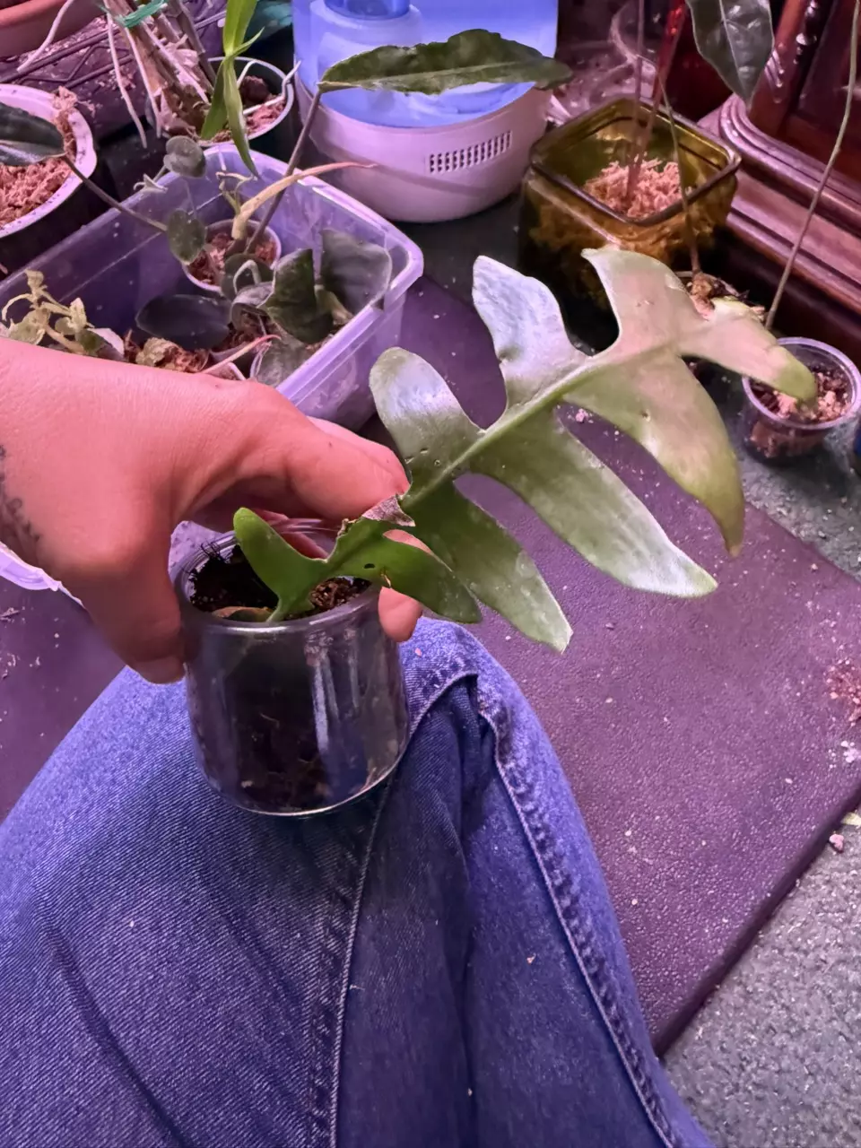 Zigzag cactus thumbnail