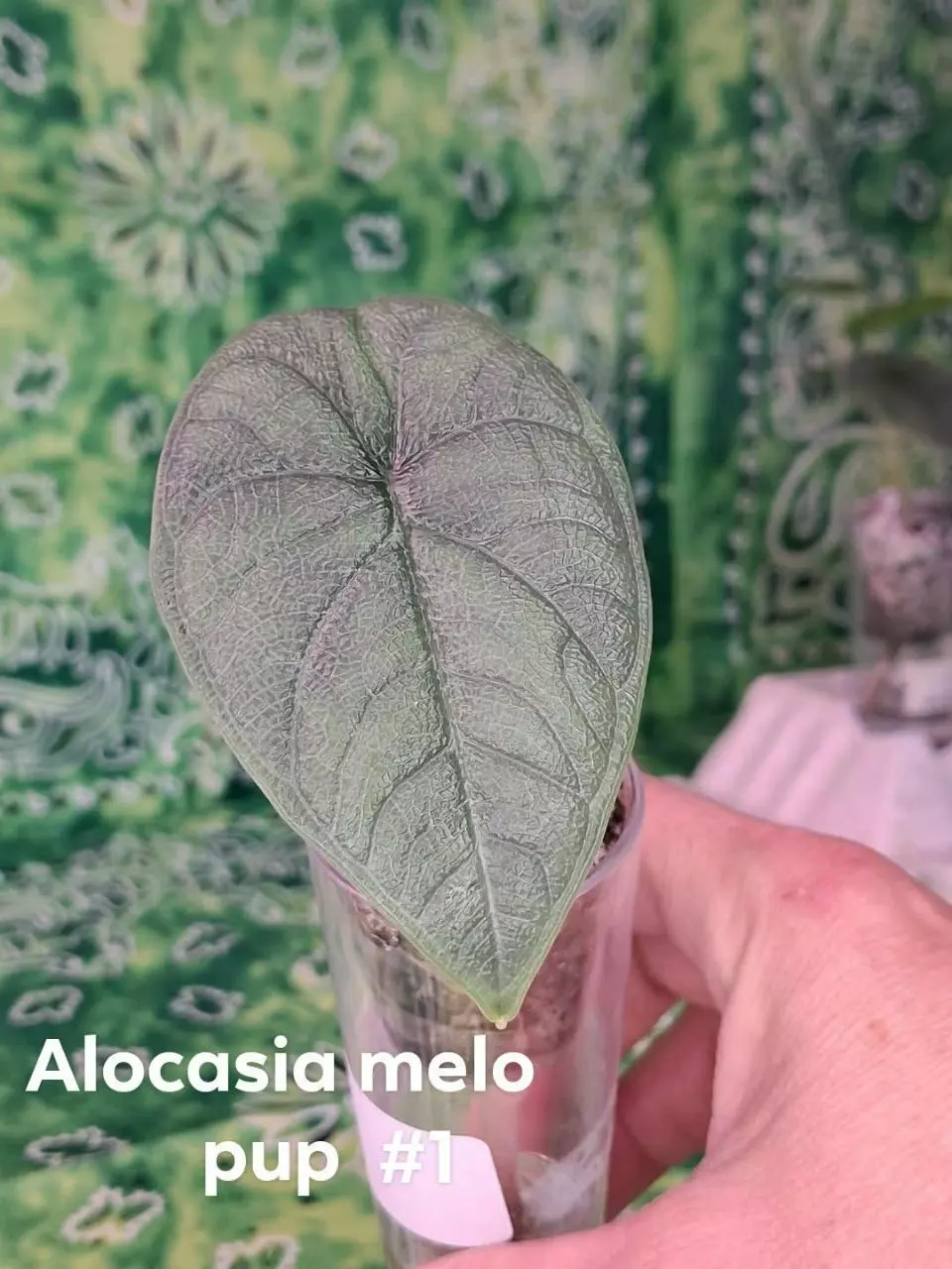 Alocasia melo green pup thumbnail