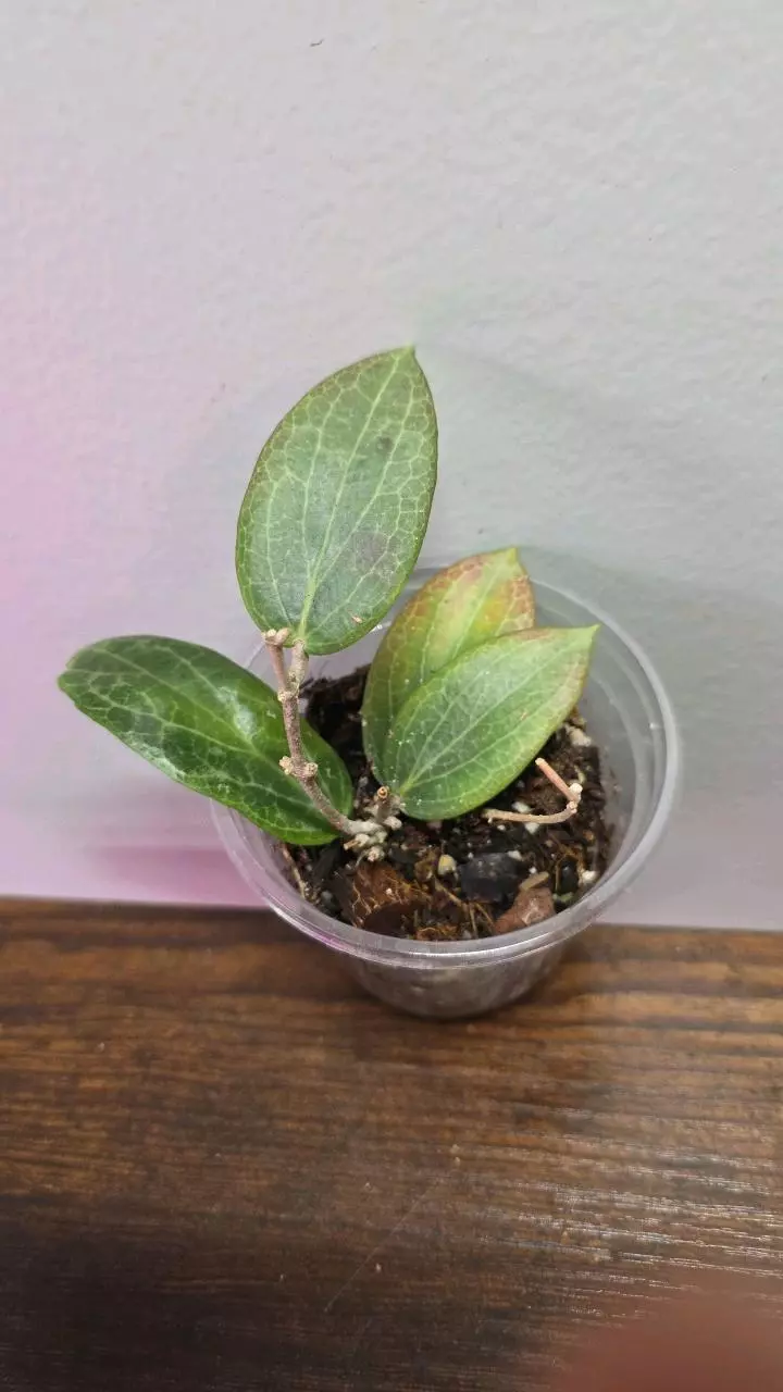 Hoya fitchii 725 thumbnail