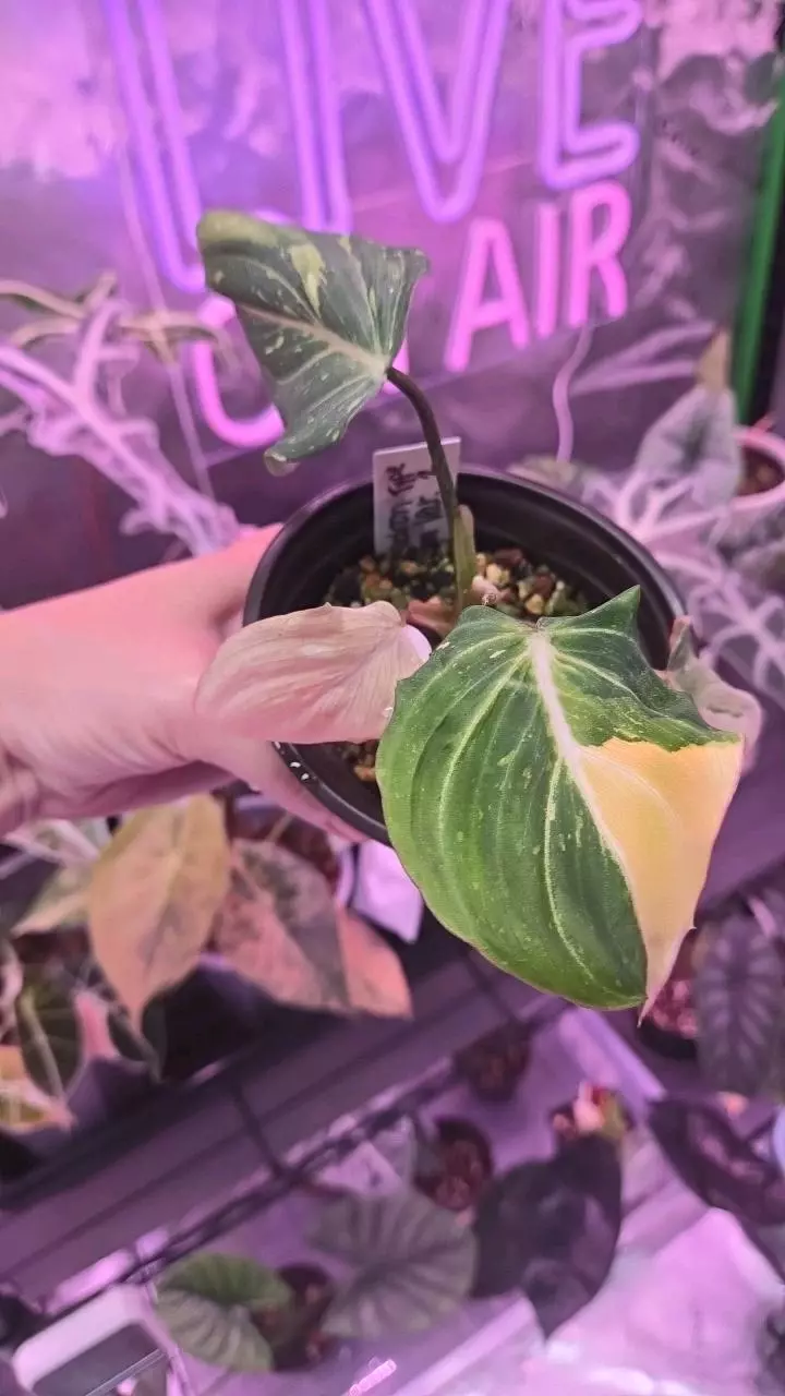 Philodendron sp. 3in Gloriosum Variegated thumbnail