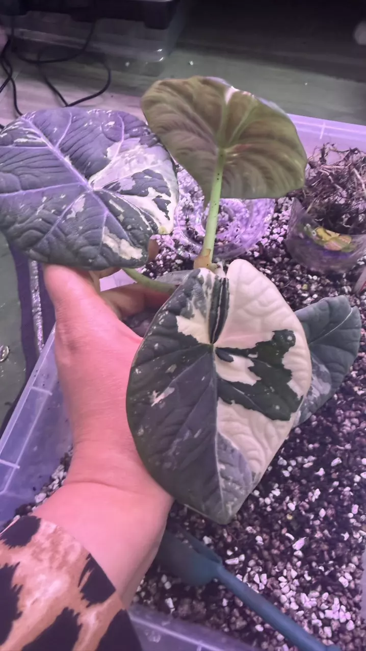 Alocasia maharani albo corm thumbnail