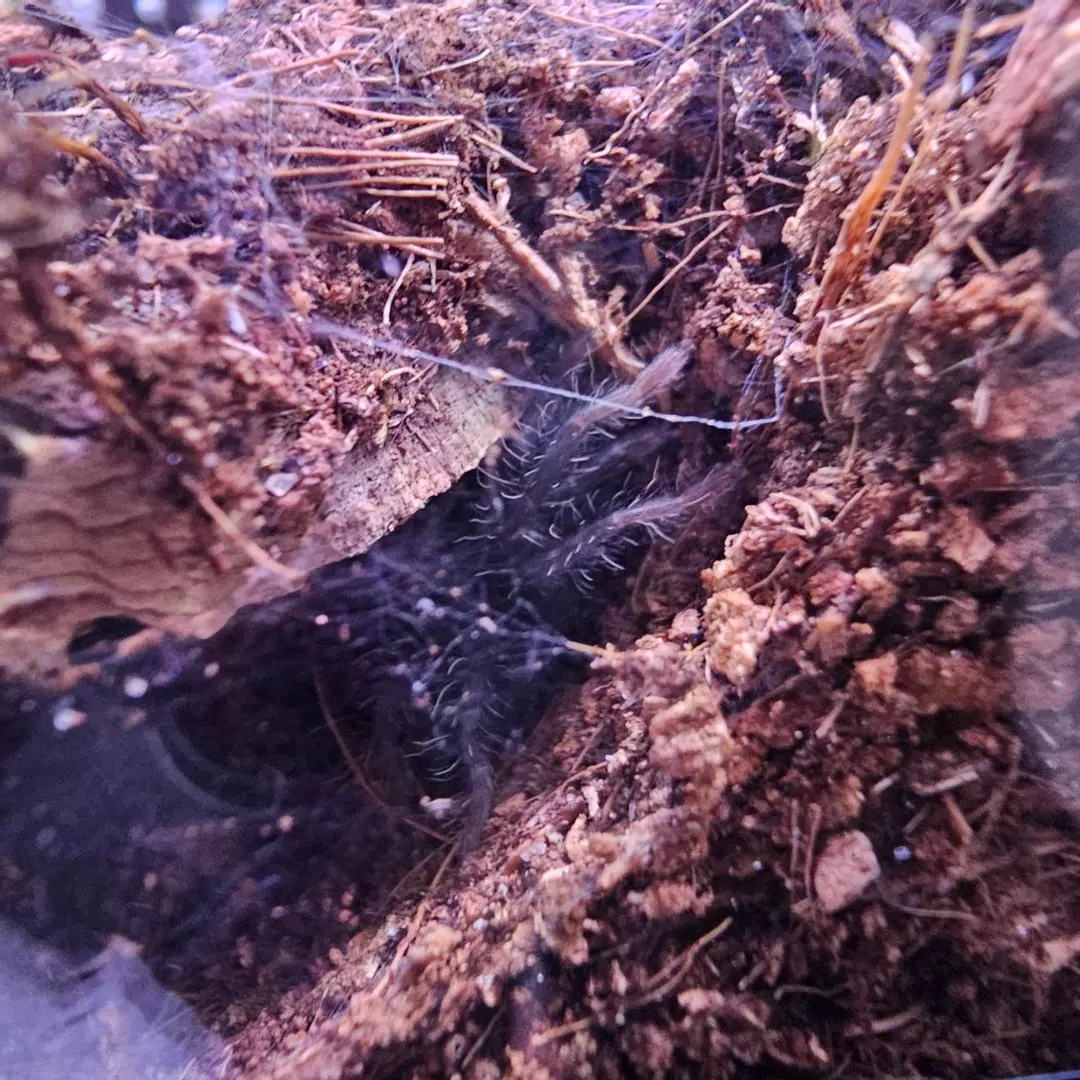 Neon Pink Birdeater Phormictopus sp. "Bayahibe") .75" thumbnail