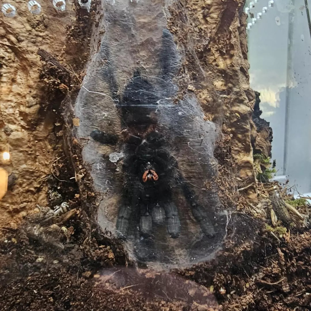 Amazon Sapphire Pinktoe (Ybyrapora diversipes) 2.5" sus female thumbnail