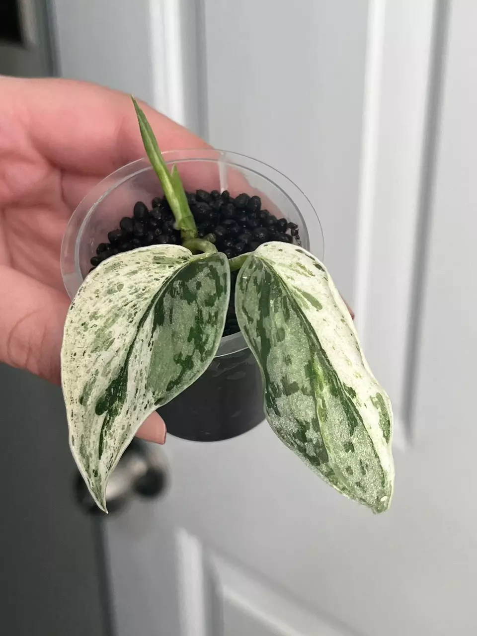Scindapsus Mutya thumbnail