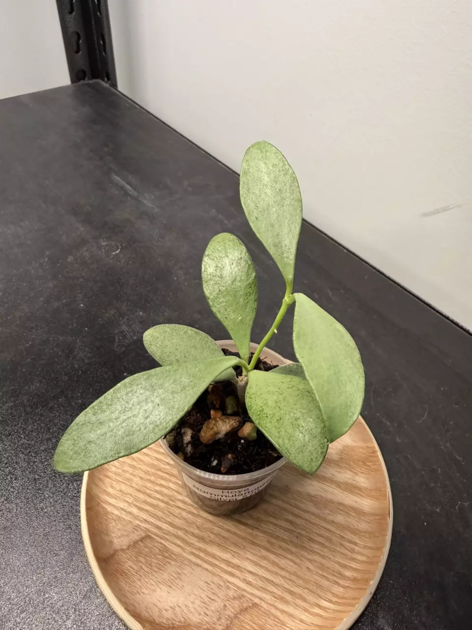 Hoya Nummularioides Silver thumbnail