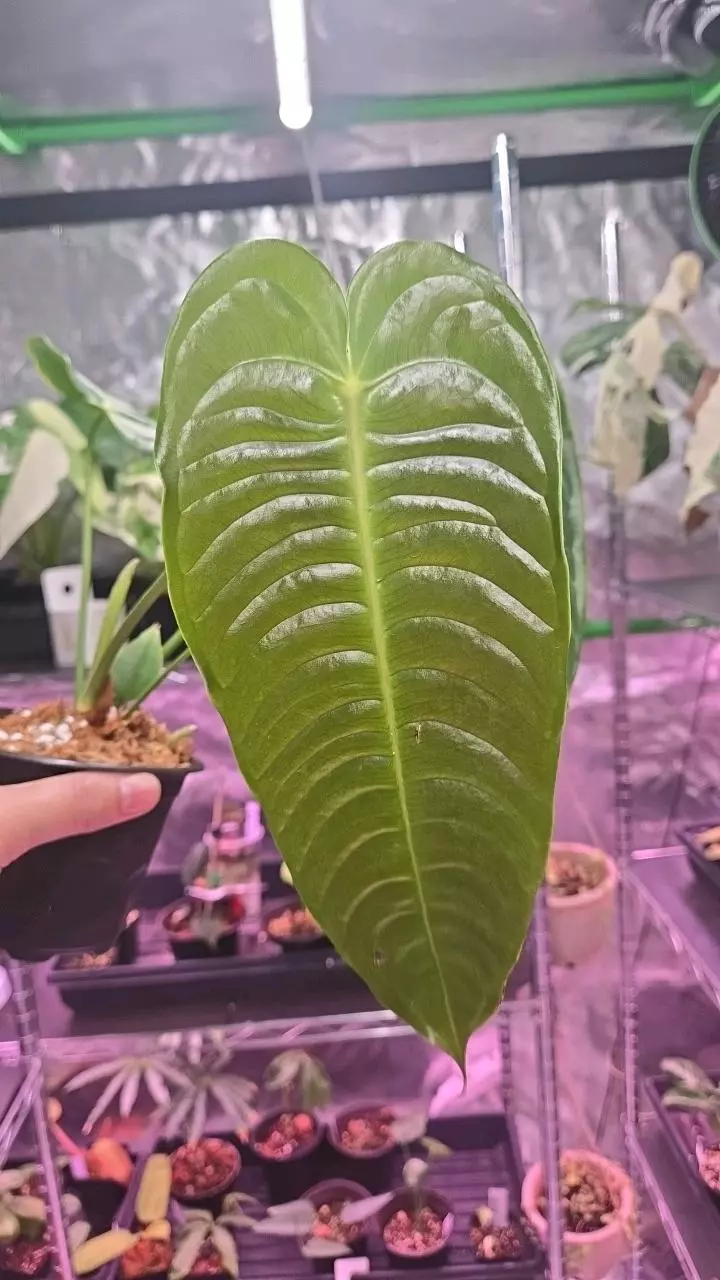 Anthurium sp. 4in   XL Veitchii thumbnail