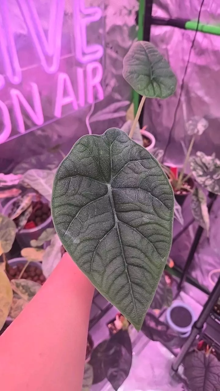 Alocasia sp. 3in  Melo thumbnail
