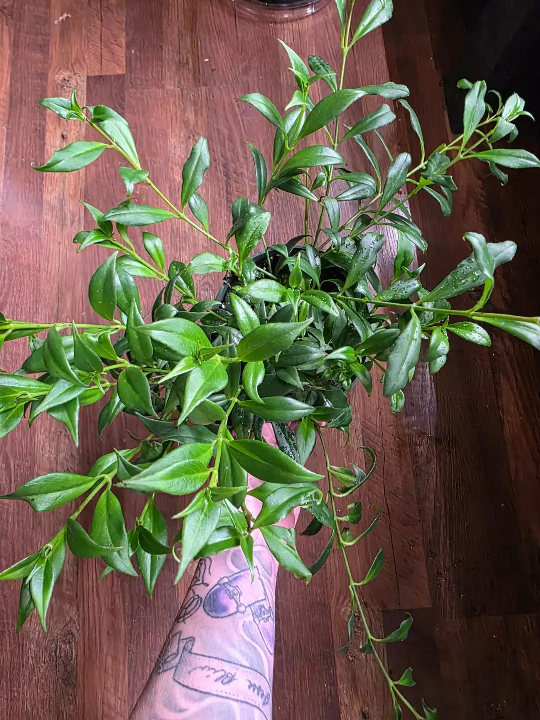 Goldfish plant thumbnail