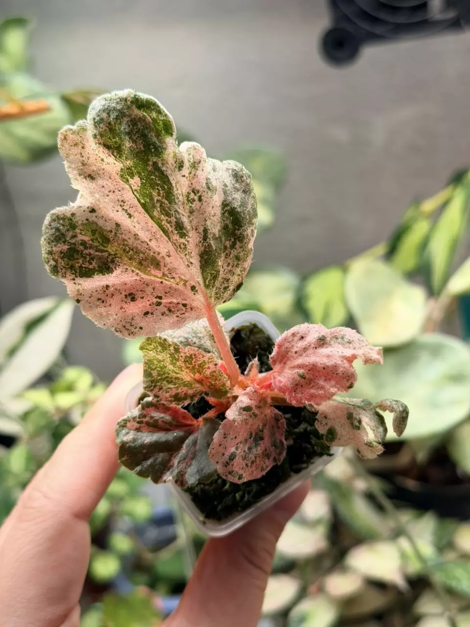 Begonia Cuculata pink - rooted high var thumbnail