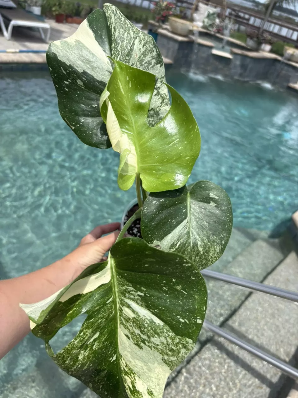 Monstera Thai Constellation 61 thumbnail