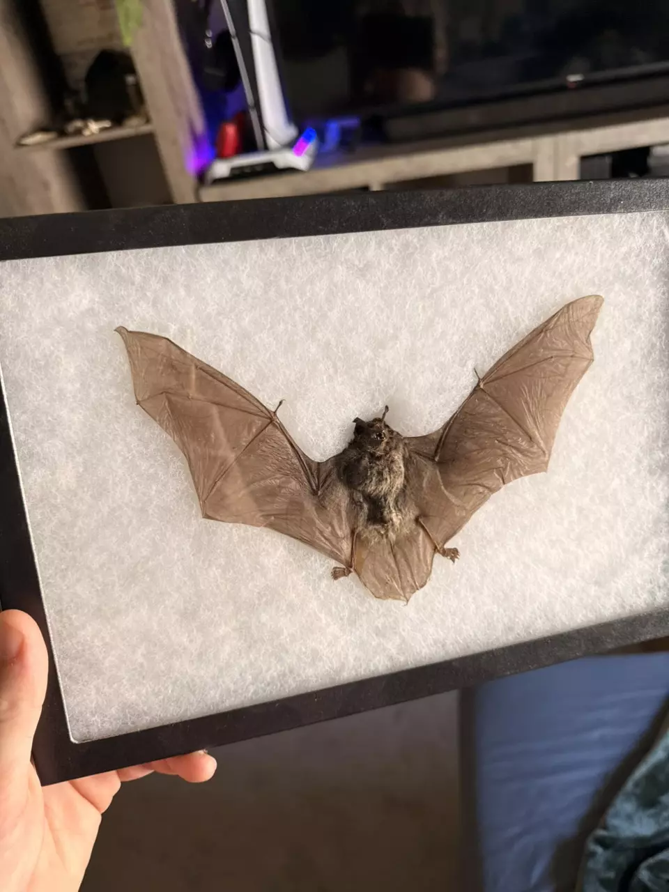 Tropical bat! (Non cites) LEGAL TO OWN thumbnail