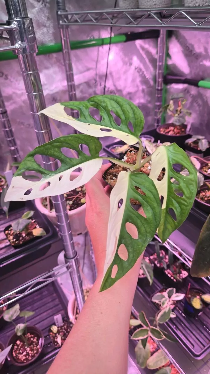 Monstera sp. 3in Adansonii Albo Halfmoon thumbnail