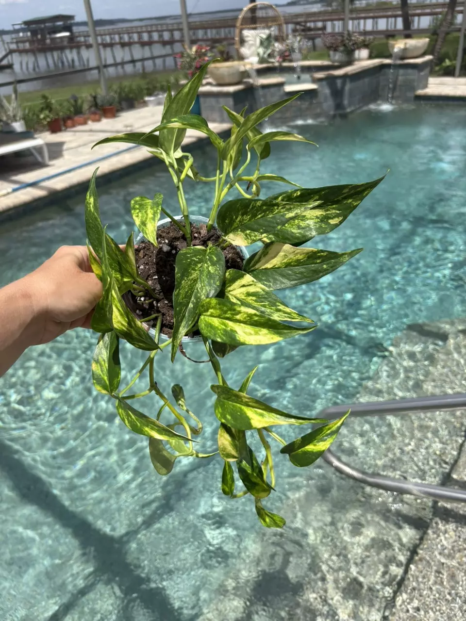 Epi Yellow Flame 187 thumbnail