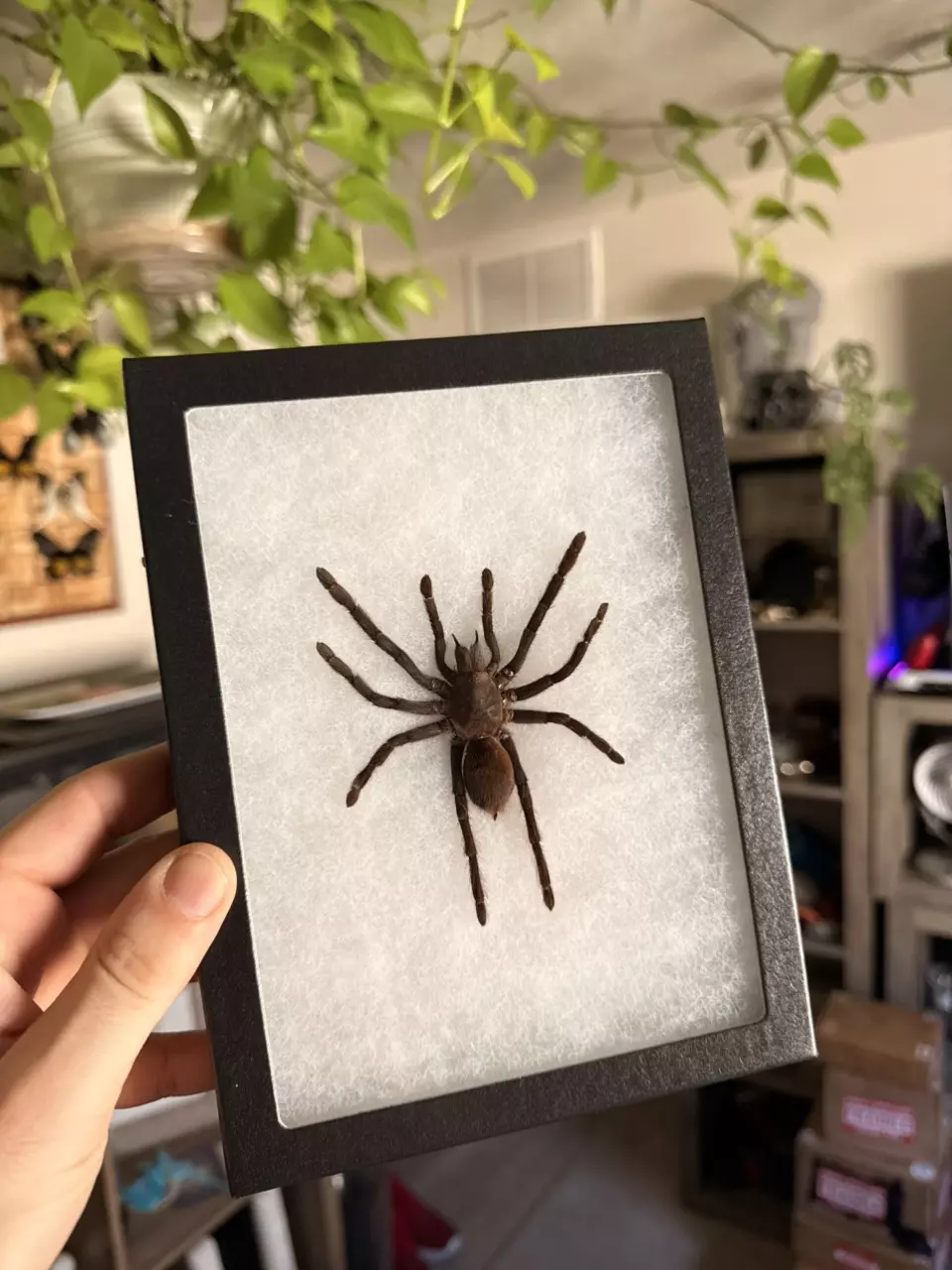 Framed tarantula (selenocosmia javanensis dolichplectra) thumbnail