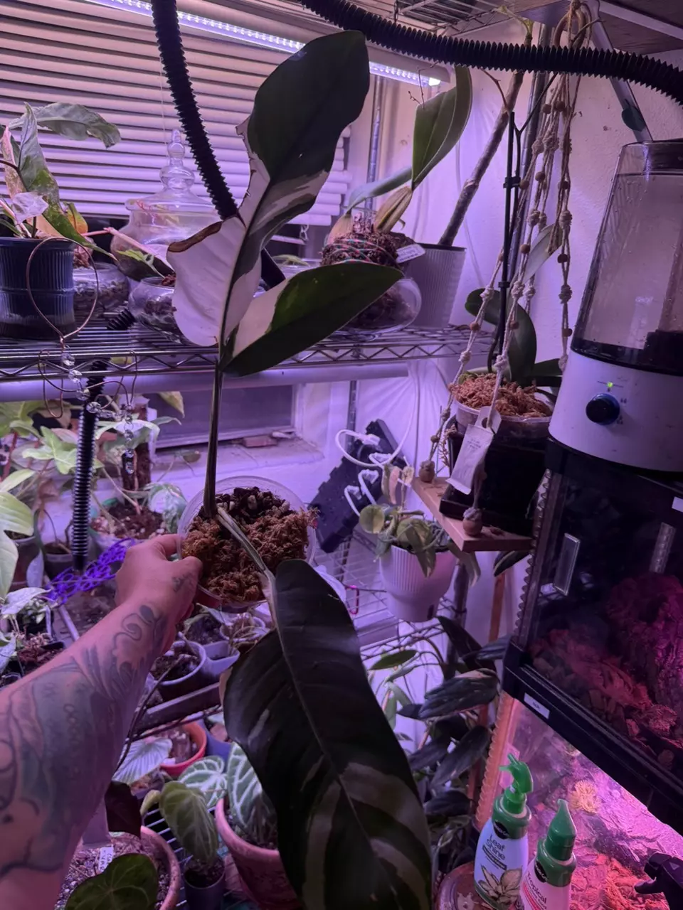 Epi gigantium white pearl thumbnail