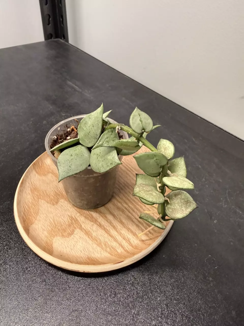 Hoya Krohniana Super Silver thumbnail