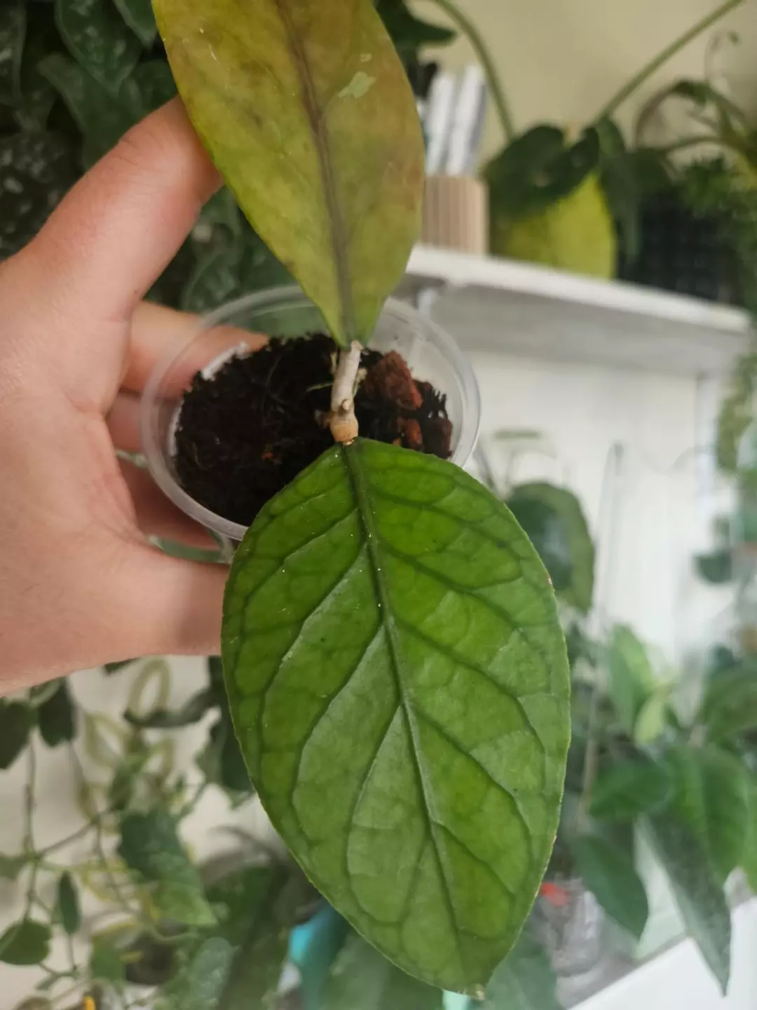 Tangamus Red thumbnail