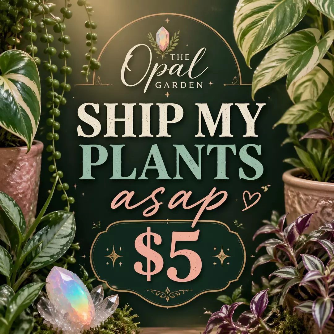 Ship my plants asap thumbnail