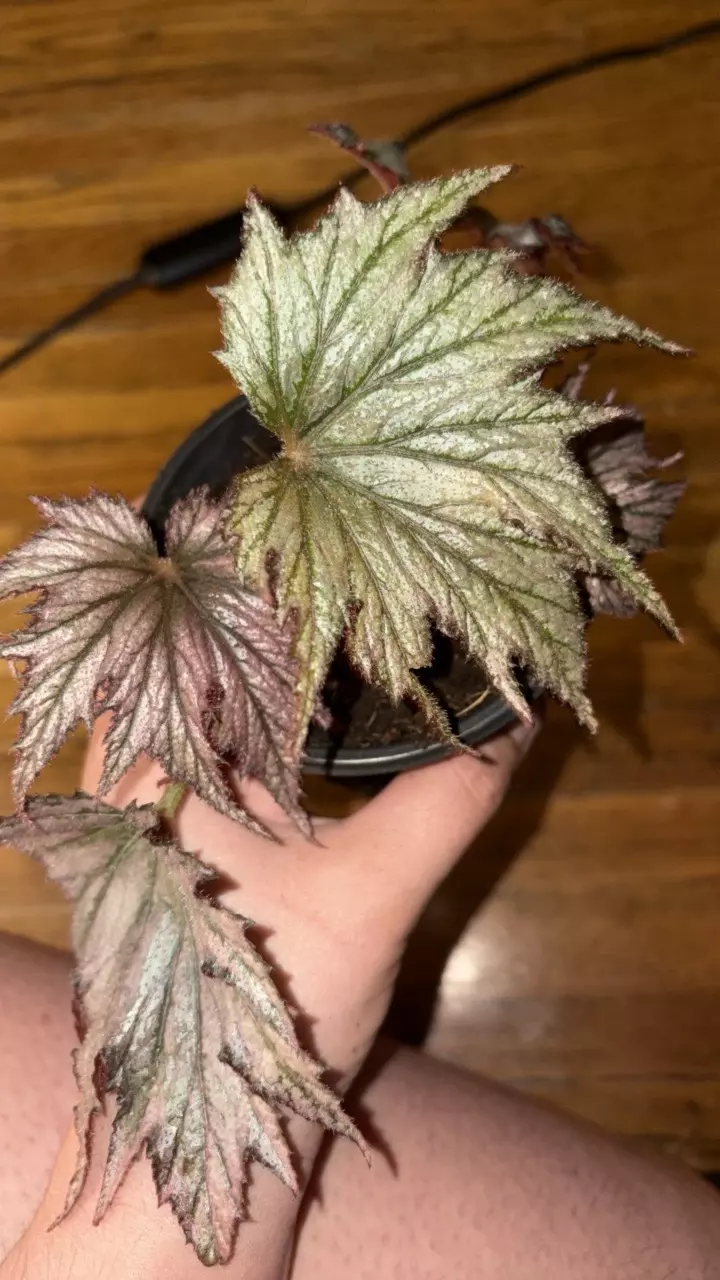 Begonia Rex thumbnail