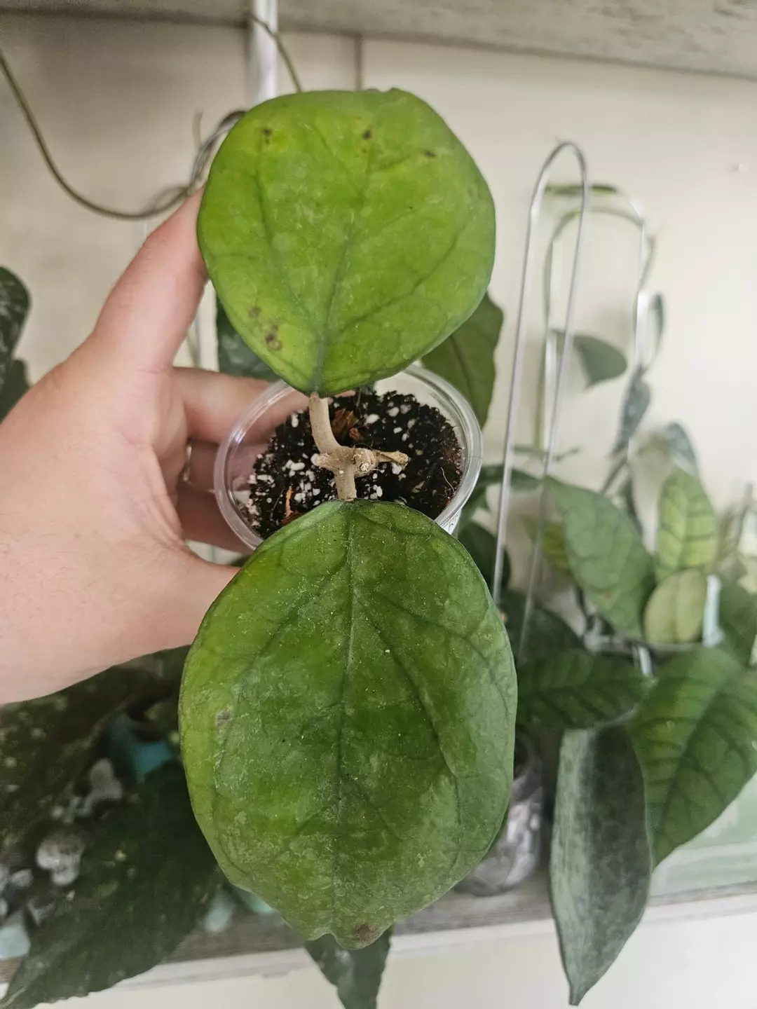 Hoya Ricardo blemish discount #19 thumbnail