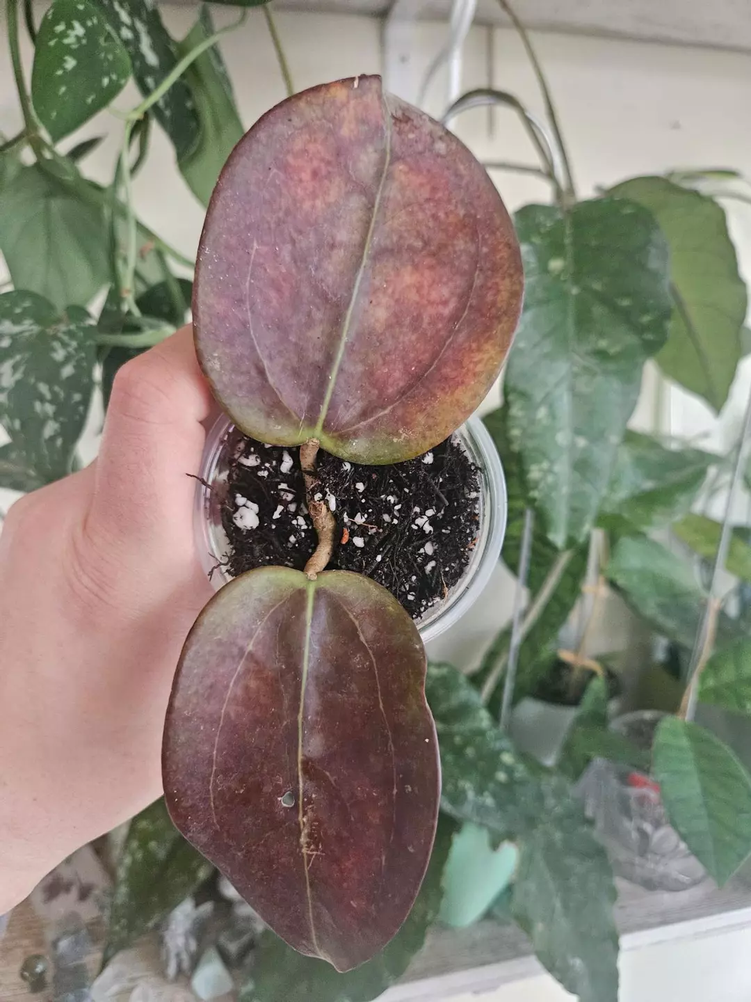 Hoya black magic #18 thumbnail