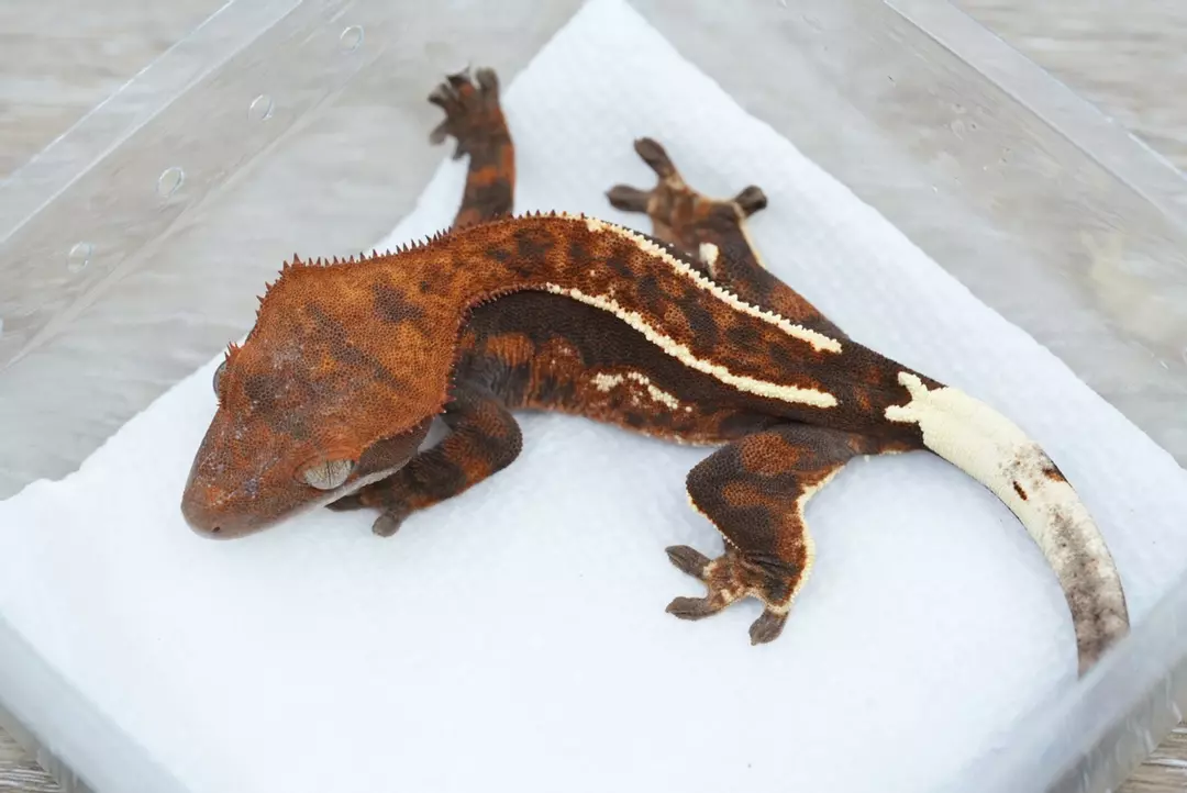 #432 15g npv tux line cappuccino thumbnail